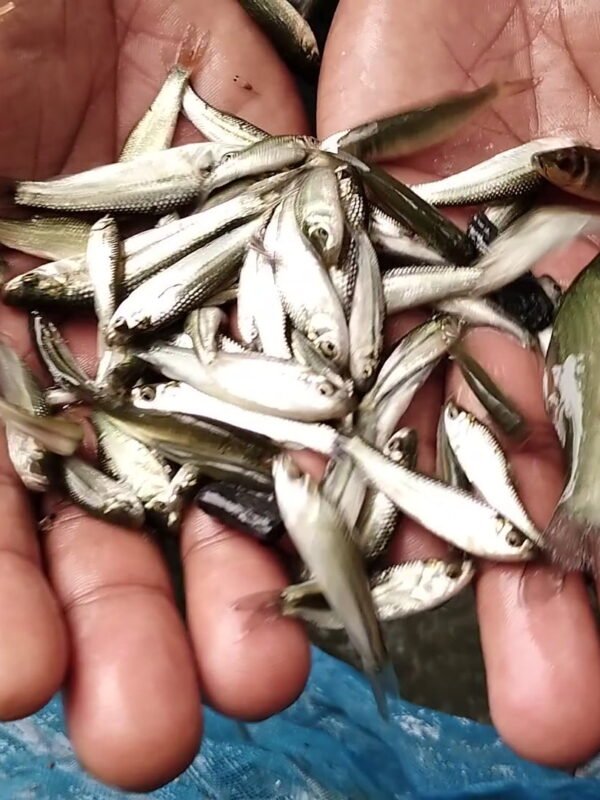 Home 6 মাছের পোনা