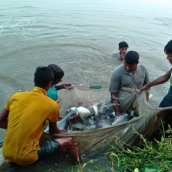 বেড় জাল