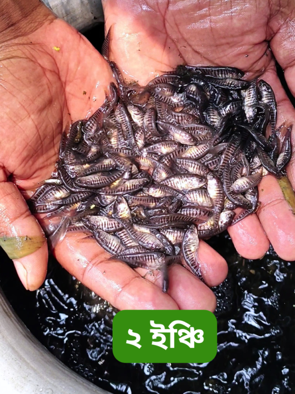 ২ ইঞ্চি পদ্মা নদীর চিতল মাছের পোনা – ২ ইঞ্চি সাইজ