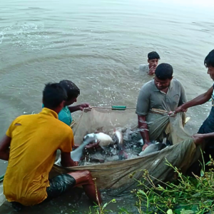 মাছ হারভেস্ট করার বেড় জাল