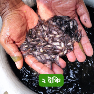 পদ্মা নদীর চিতল মাছের পোনা – ২ ইঞ্চি সাইজ