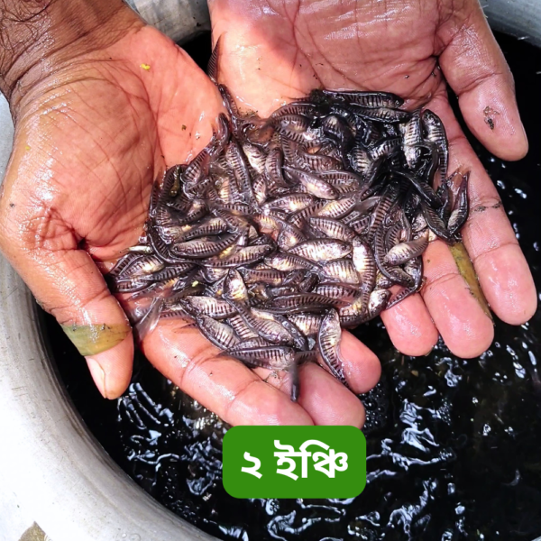 ২-ইঞ্চি.png পদ্মা নদীর চিতল মাছের পোনা – ২ ইঞ্চি সাইজ